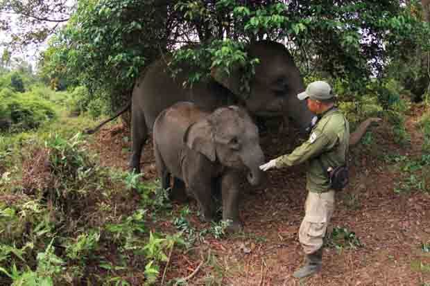 Dampak Kebakaran Hutan, 8 Ekor Gajah Dievakuasi dari TNTN