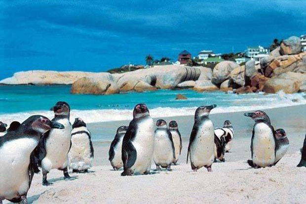 Penguin Seukuran Manusia Pernah Hidup di Selandia Baru