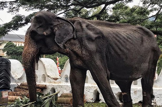 Gajah Kelaparan Ini Diarak untuk Festival Buddha di Sri Lanka