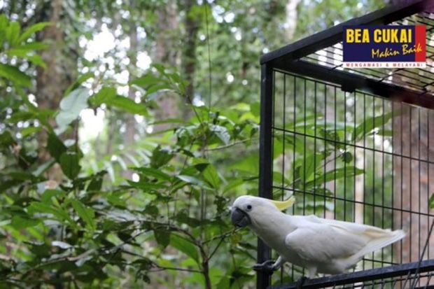 Bea Cukai Sorong Ikuti Pelepasliaran Burung Endemik Papua