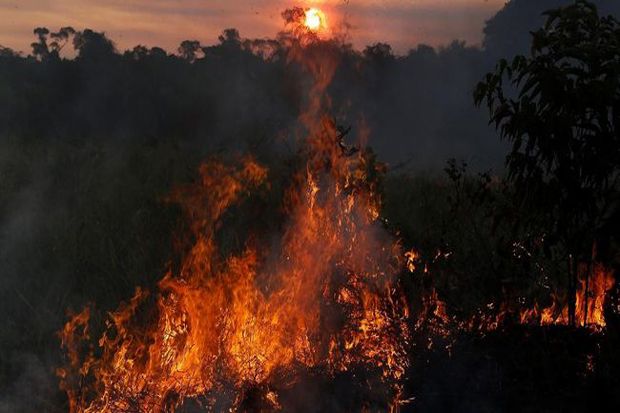 Kebakaran di Hutan Amazon Meningkat 84% Tahun Ini