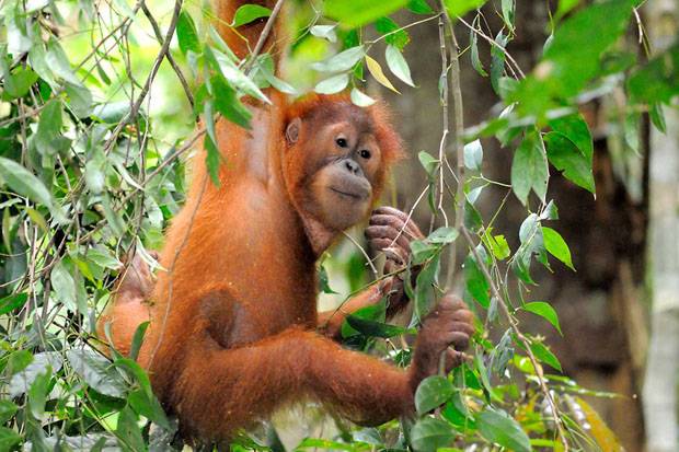 YKAN I TNC-OrangutanDays Dorong Pariwisata Berkelanjutan di Kaltim