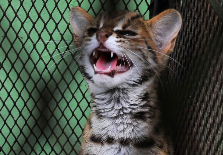 BKSDA Banten Lepas Liarkan Kucing Hutan ke Gunung Tukung