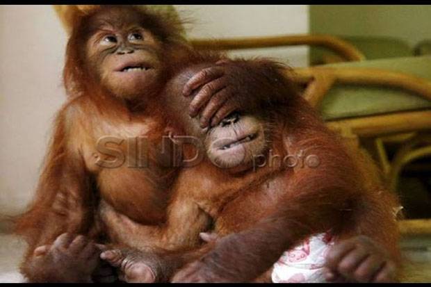 2 Orangutan Sitaan dari Aceh Dikarantina di Sumut