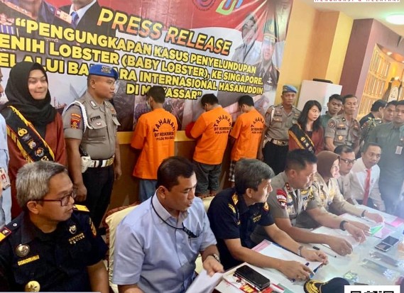 Aparat Penegak Hukum dan Bea Cukai Makassar Gagalkan Penyelundupan Baby Lobster