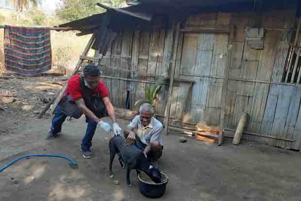 Bali Dituding Tak Becus Berantas Penyakit Rabies