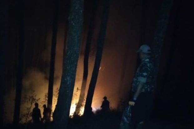 Api Lahap Hutan Pinus di Gunung Andong, Magelang
