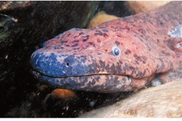 Amfibi Terbesar di Dunia Ditemukan Peneliti London