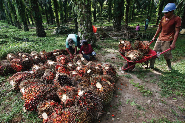 Gapki Dukung Litigasi dan Mitigasi Karhutla