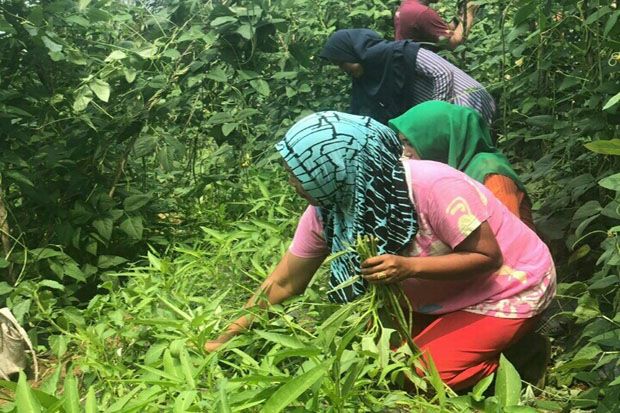 KWT Binaan PLTA Batangtoru Kembangkan Budidaya Tanaman Holtikultura