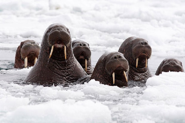 Seekor Walrus Tenggelamkan Kapal Angkatan Laut Rusia di Arktik
