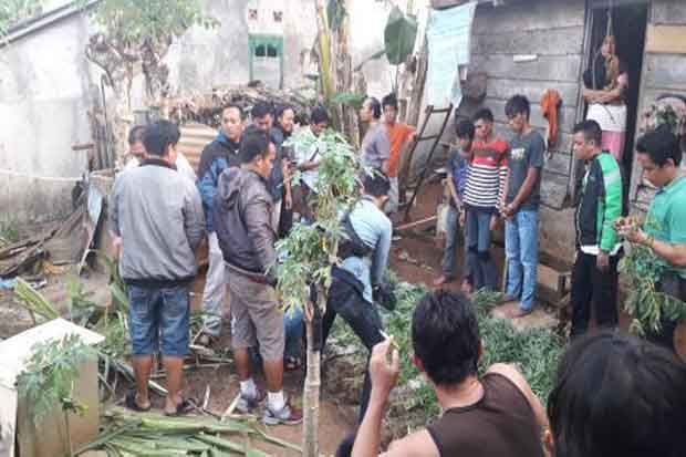 Terlalu, Polisi Temukan Kebun Ganja di Pusat Kota Bengkulu