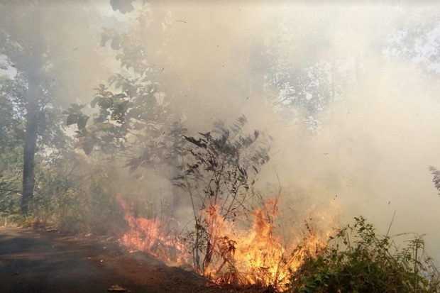 2 Hari Terbakar, Kobaran Api di Hutan Lindung Sikka Tak Kunjung Padam