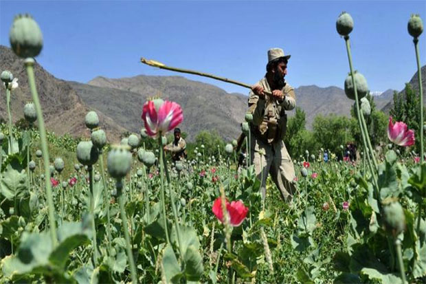 Produksi Narkoba di Afghanistan Meningkat, Iran Salahkan Koalisi AS