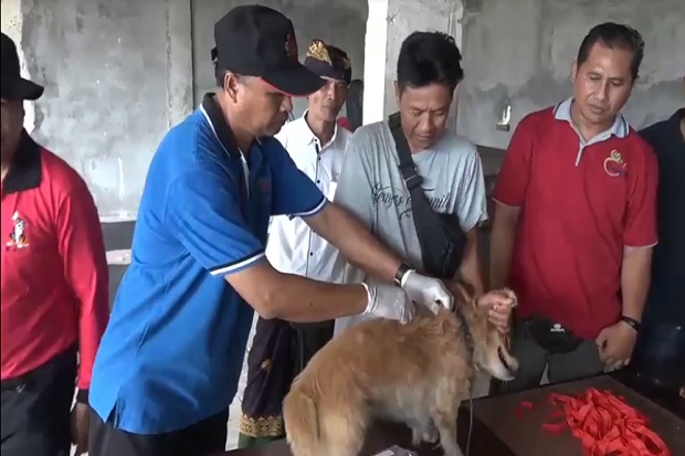 105 Desa di Bali Positif Rabies, Dinkes Suntik Anjing Door To Door