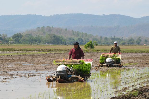 Alsintan Rice Transplanter Efektif Tingkatkan Produksi Padi