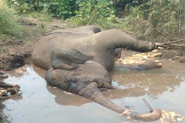 Miris, Gajah Ditemukan Mati Akibat Luka Jeratan