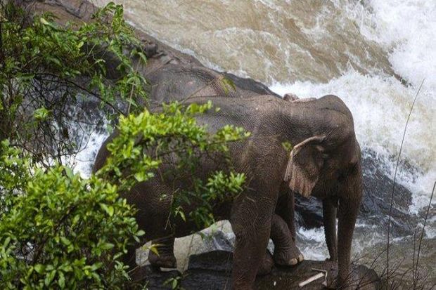 Bantu Anaknya, 11 Gajah Mati di Air Terjun Thailand