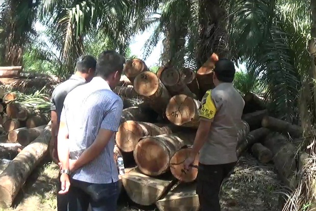 Pembalakan Liar, 1.000 Batang Kayu Log Disita di Tanah Laut