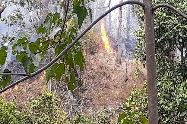 Hutan Lindung Egon Ilinmedo  Kembali Terbakar