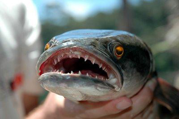 Bisa Hidup di Darat, AS Perintahkan Basmi Ikan Berkepala Ular