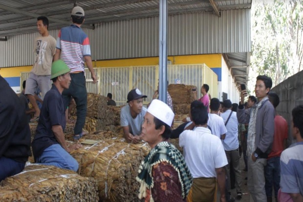 Tembakau Ditolak, Petani Lombok Timur Protes ke Perusahaan