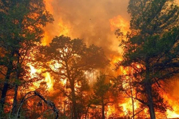 Kebakaran Lahan Masih Masalah Tahunan, Ini Kata Dewan Adat di Kalimantan