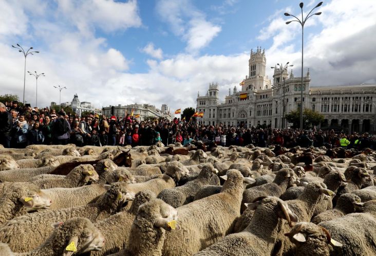 Ribuan Domba Penuhi Jalanan Madrid untuk Migrasi Tahunan