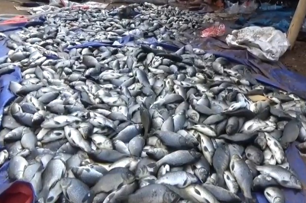 Kurang Oksigen, Puluhan Ton Ikan di Jala Apung Waduk Darma Mati Mendadak