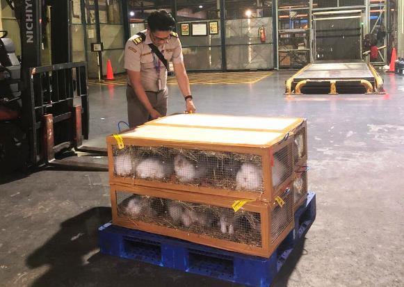 Ekspor Kelinci Hias via Karantina Pertanian Bandara Soekarno-Hatta Meningkat