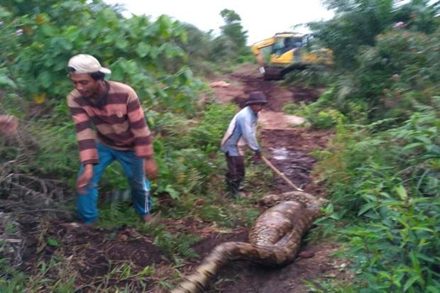Ngeri, Ular Piton 8 Meter Ditemukan Sedang Makan Babi