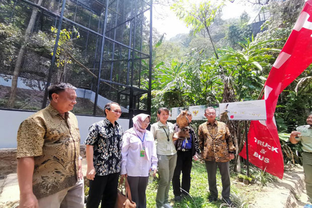 Hino dan Taman Safari Lanjutkan Program Konservasi Elang Jawa