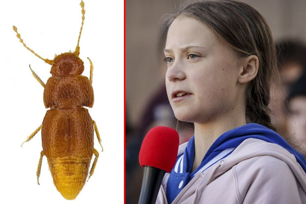 Spesies Kumbang Baru Ini Dinamai Mirip Aktivis Iklim Greta Thunberg