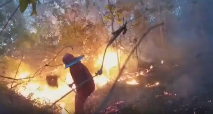Hutan HPT Terbakar Hebat, Anoa Langka Terancam Punah