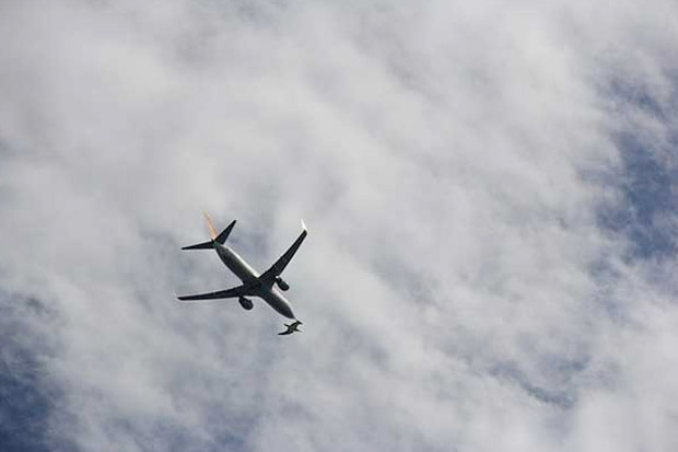 Video Seekor Burung Hancur Bertabrakan dengan Pesawat Boeing 737