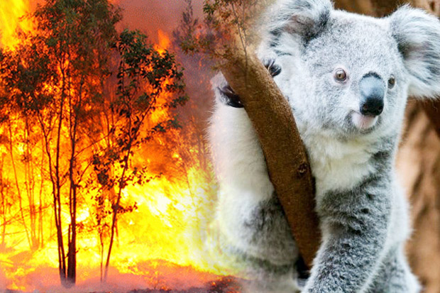Tragedi Nasional! Ratusan Koala Dikhawatirkan Tewas Terbakar
