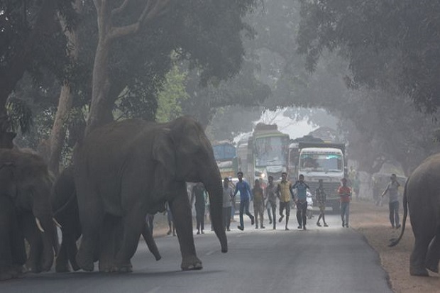 Gajah di India yang Dinamai Osama bin Laden Menginjak Mati 5 Orang