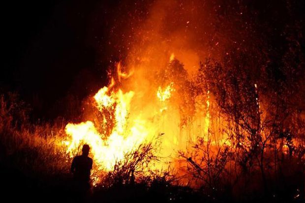 Sydney Dikepung Kebakaran Hutan, Ratusan Sekolah Diliburkan