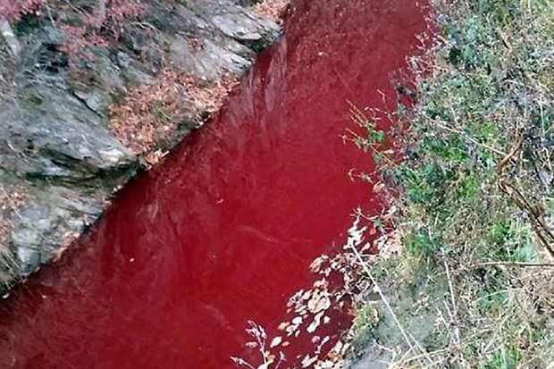 Puluhan Ribu Babi Dibantai, Warna Sungai di Korsel Jadi Merah