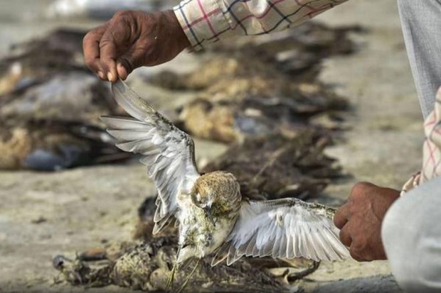 Ribuan Burung Mati di Danau Sambhar India, Penyebab Misterius