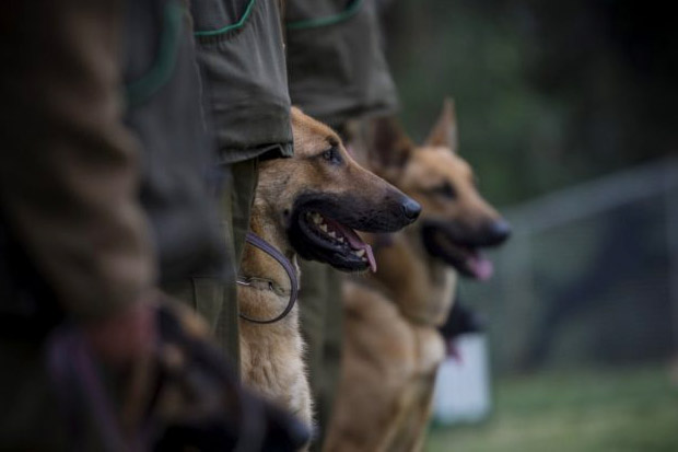 Tentara Austria Tewas Diserang Dua Anjing Militer