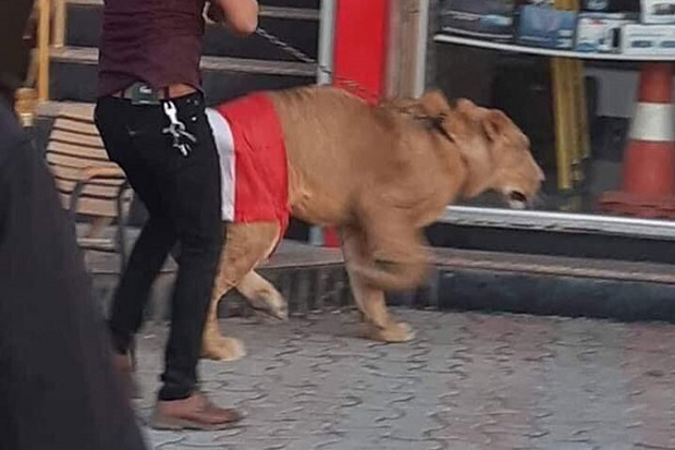 Pasukan Kerahkan Anjing Polisi, Demonstran Irak Bawa Singa