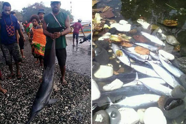 Pencemaran Laut di Madang PNG Tak Pengaruhi Ikan Tangkapan di Jayapura