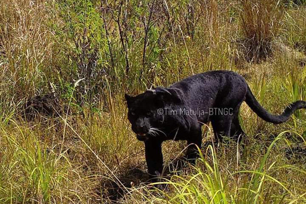 Tambah Gemuk, Macan Tutul Jawa Ini Terekam Kamera Trap di Gunung Ciremai