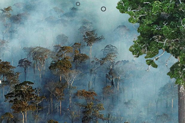 Deforisasi Tak Terbendung, Kondisi Hutan Amazon Memprihatinkan