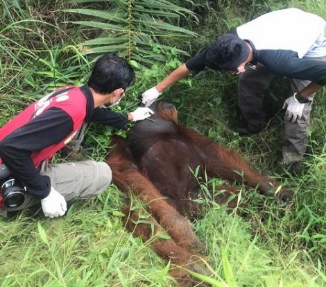 Miris, Ditembak 24 Peluru Orangutan Alami Kebutaan