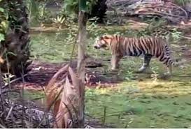 Harimau Berkeliaran di Tapsel, BBKSDA Pasang Kamera Jebak