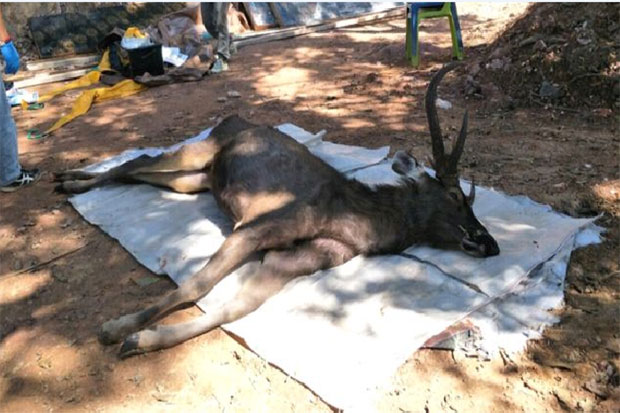 Sejumlah Hewan di Thailand Ditemukan Mati dengan Perut Penuh Sampah