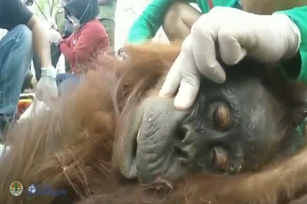 Hutan Terbakar, 2 Ekor Orangutan Terusir dari Habitatnya