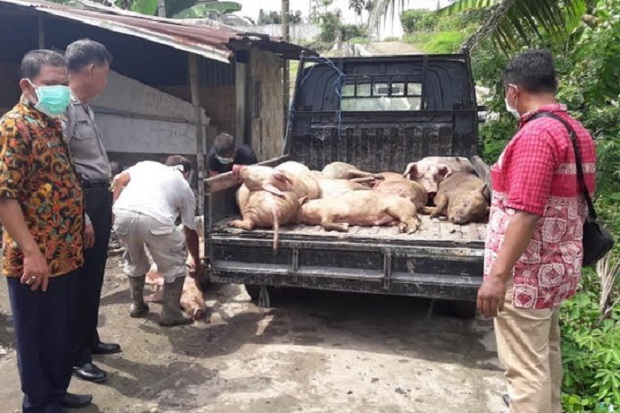 13 Bangkai Babi Terkena Hog Cholera Ditimbun di Tebing Tinggi